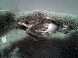 Baby House Sparrow