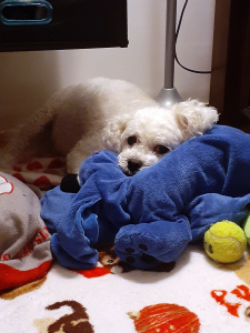 Shakira with her favorite blue toy